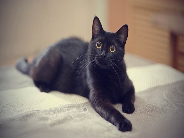 Mèo đen là loài vật không may mắn, đem đến vận xui cho người chơi khi cá cược 